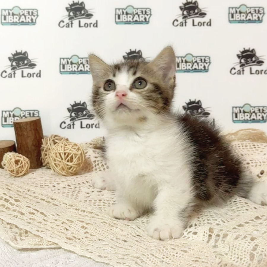 Minuet Napoleon Kitten (Male) For Sale
