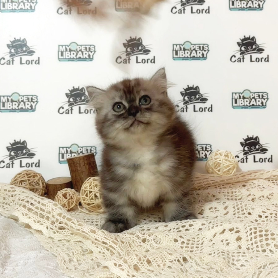Minuet Napoleon Kitten (Male) For Sale