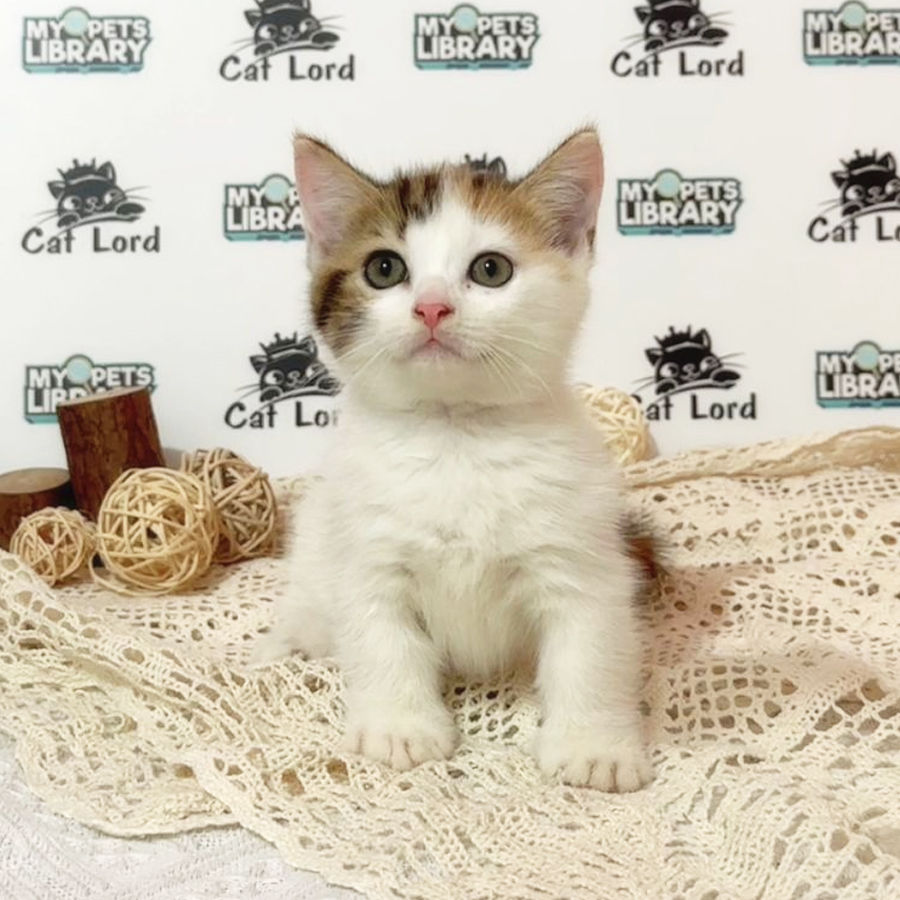 Minuet Napoleon Kitten (Female) For Sale