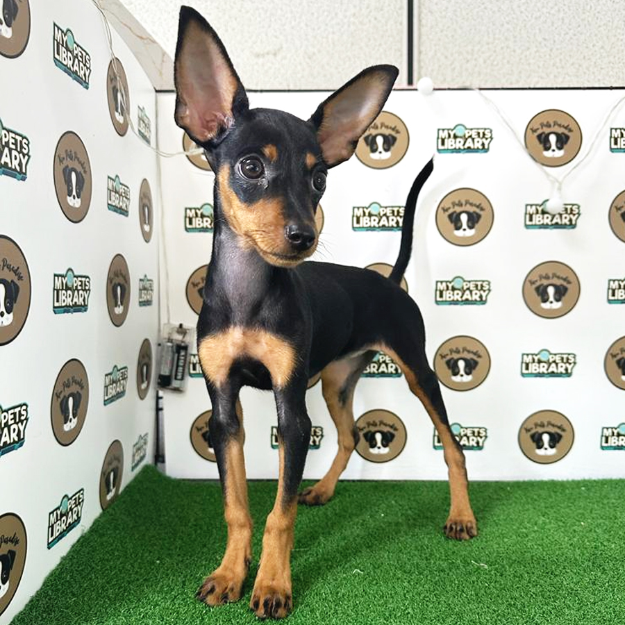 Mini Pinscher Puppy (Female) For Sale