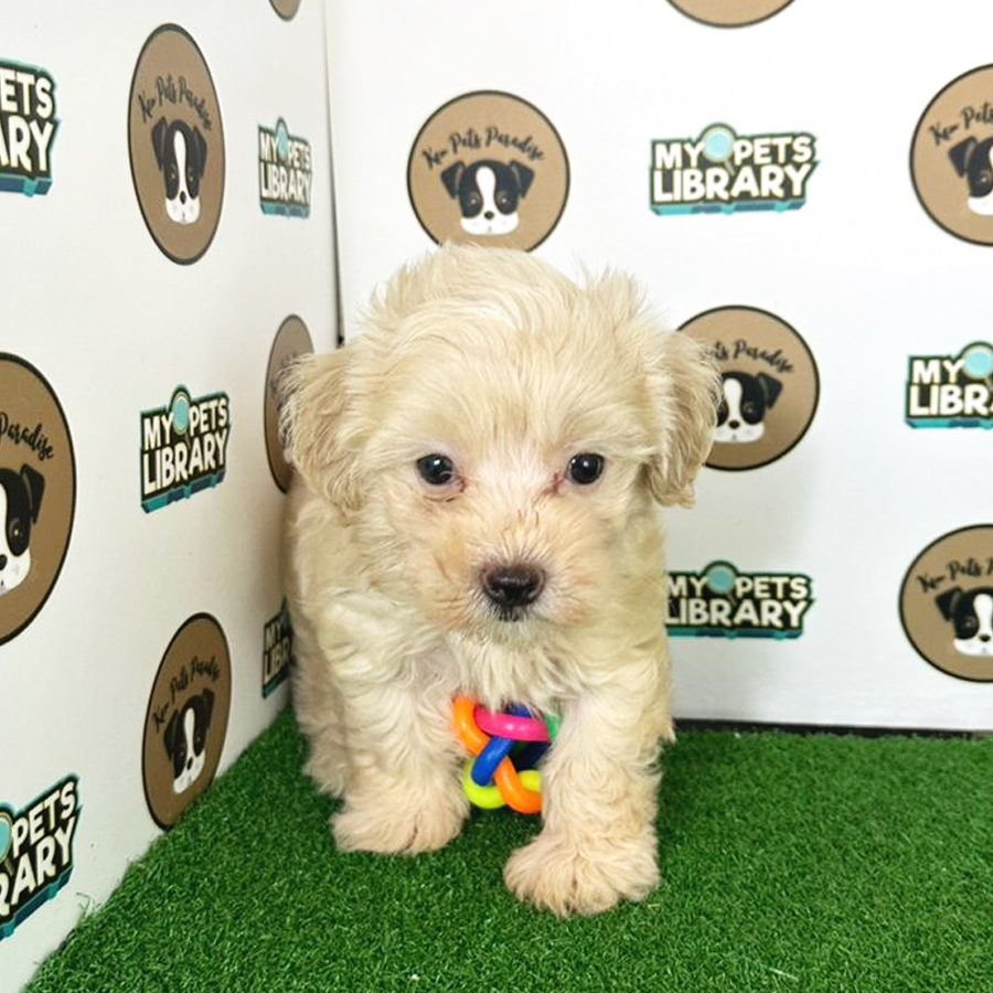 Toy Poodle Puppy (Male) For Sale