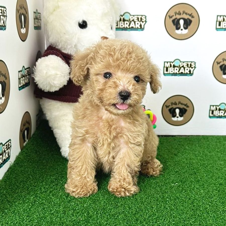 Toy Poodle Puppy (Male) For Sale