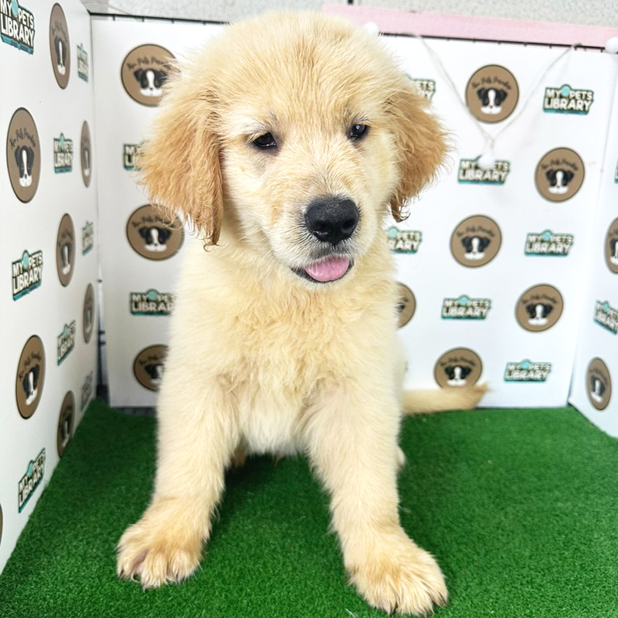 Golden Retriever Puppy (Male) For Sale
