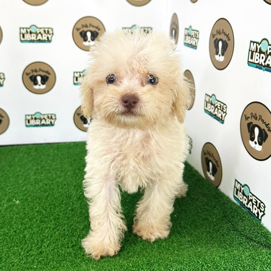 Maltipoo Puppy (Male) For Sale