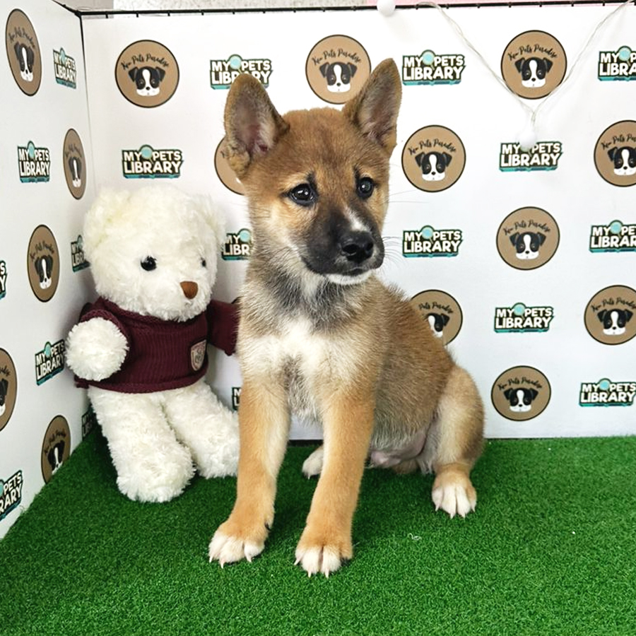 Shiba Inu Puppy (Male) For Sale