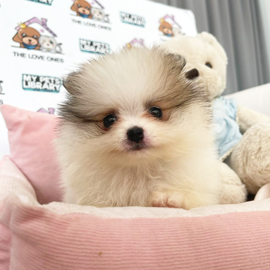 Tiny Pomeranian Puppy (Male) For Sale
