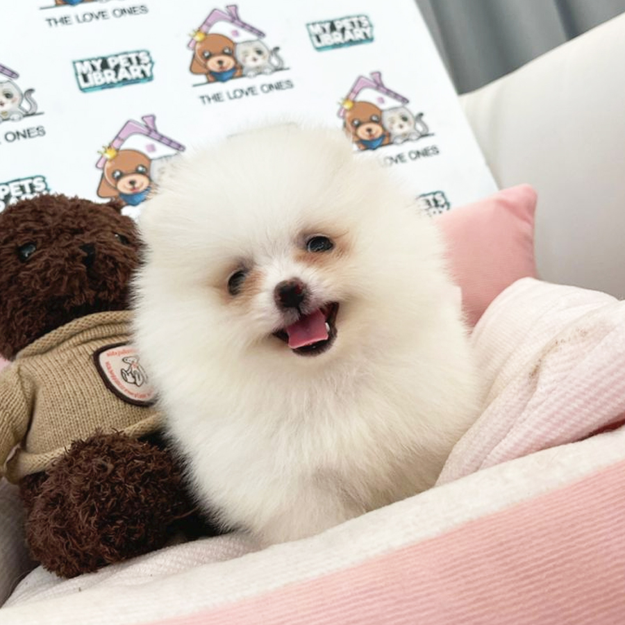 Tiny Pomeranian Puppy (Male) For Sale