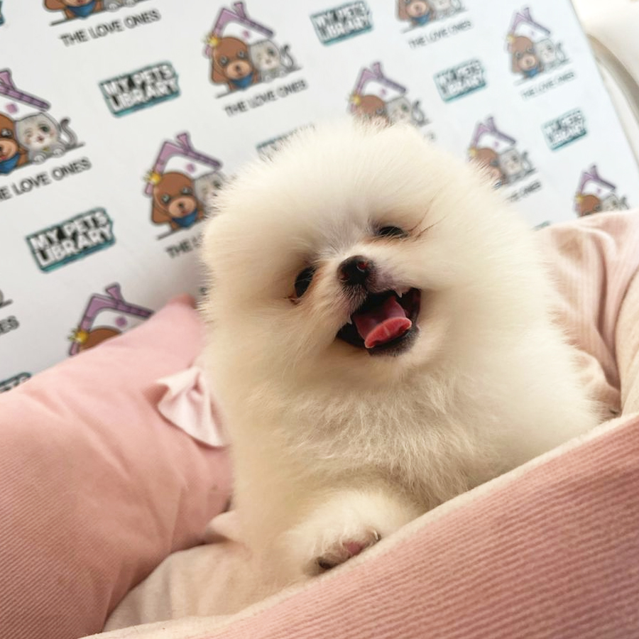 Tiny Pomeranian Puppy (Female) For Sale