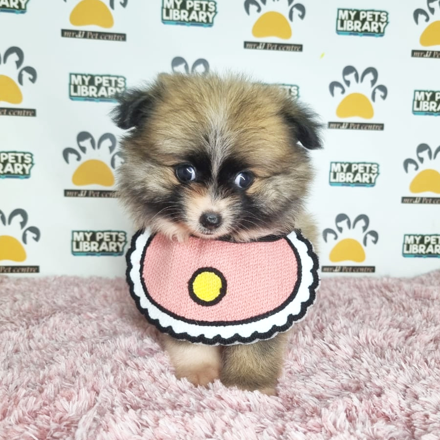 Pomeranian Puppy (Female) For Sale