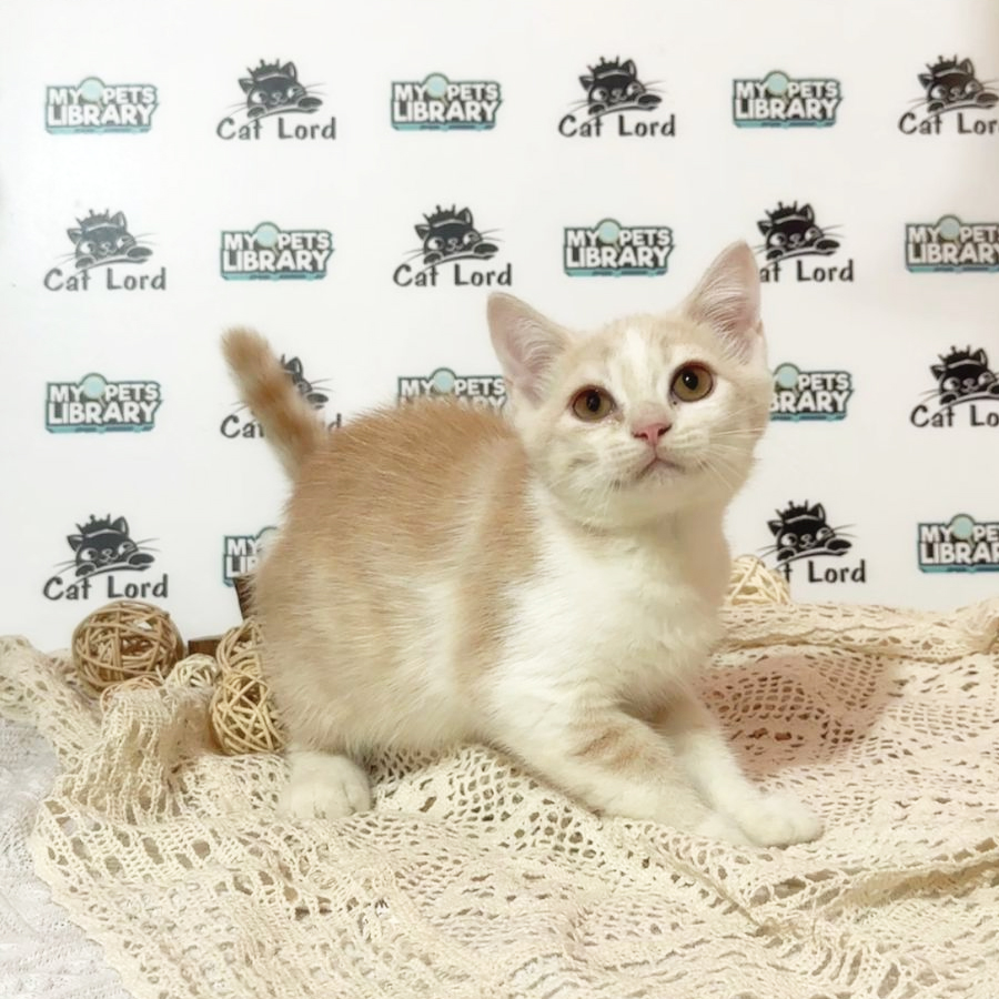 British Shorthair Kitten (Female) For Sale