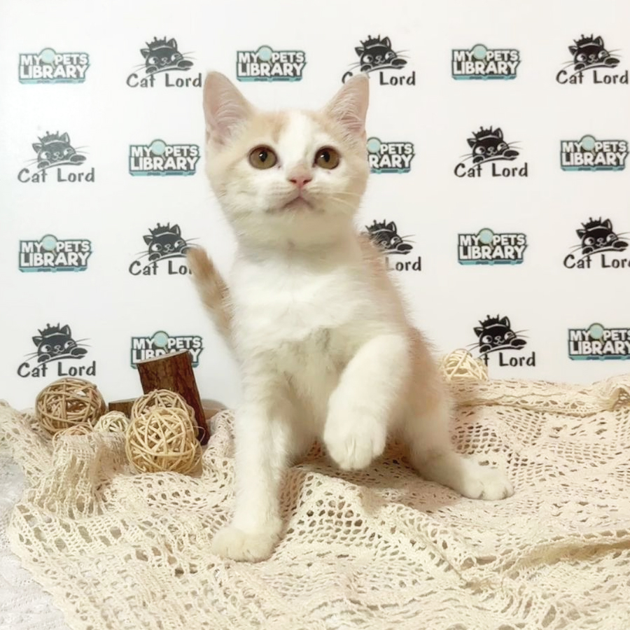 British Shorthair Kitten (Female) For Sale