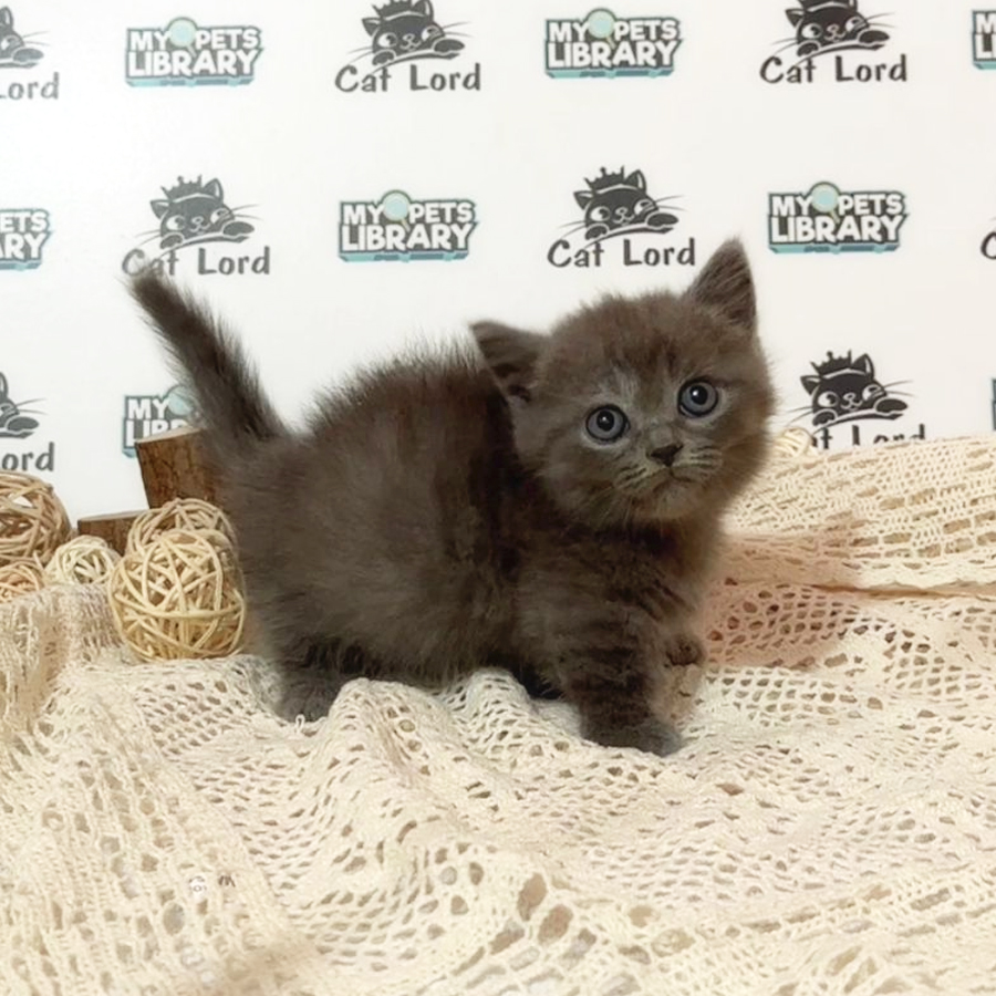 Munchkin Kitten (Male) For Sale