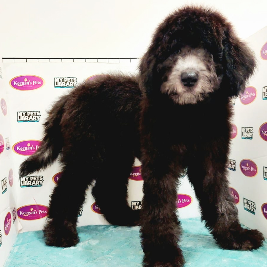 Giant Poodle Puppy (Male) For Sale