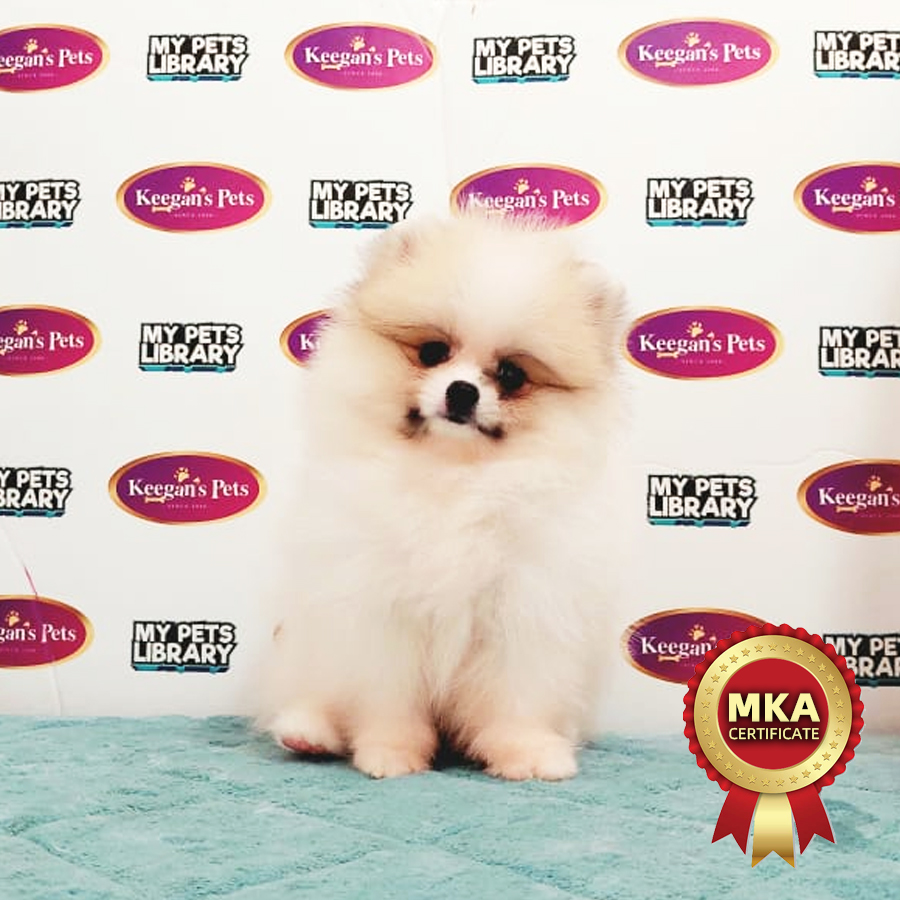 MKA Pomeranian Puppy (Female) For Sale