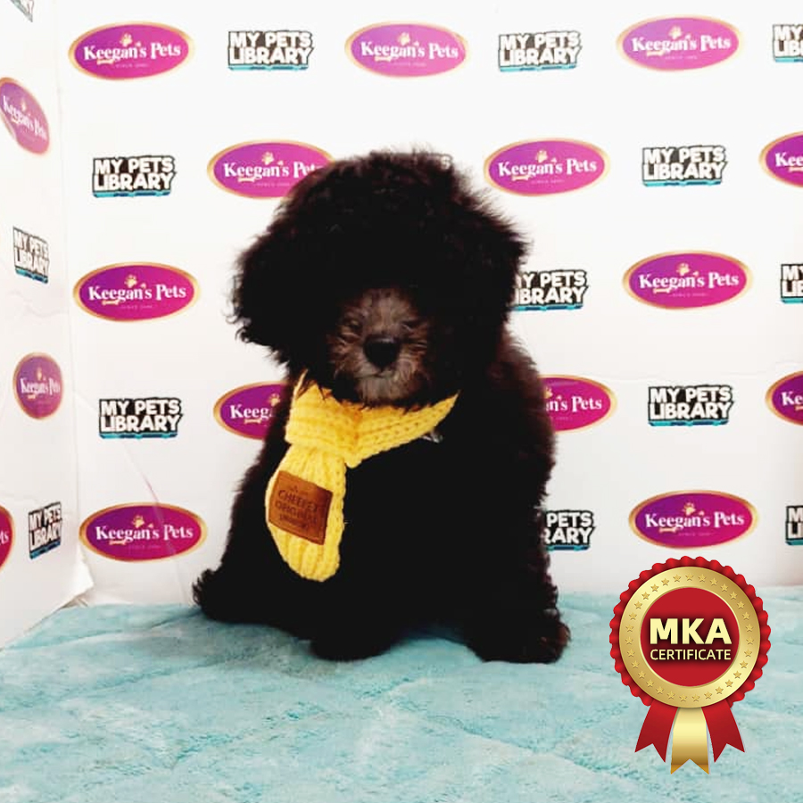 MKA Toy Poodle Puppy (Female) For Sale