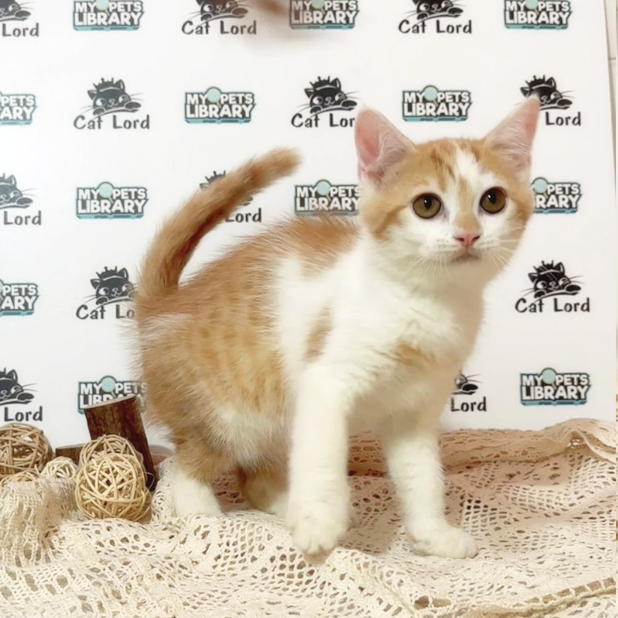 British Shorthiar Kitten (Male) For Sale