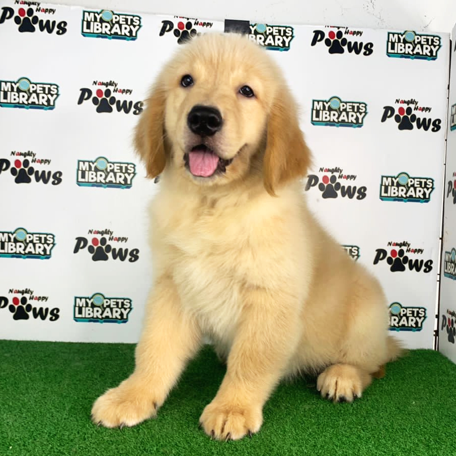 Golden Retriever Puppy (Male) For Sale