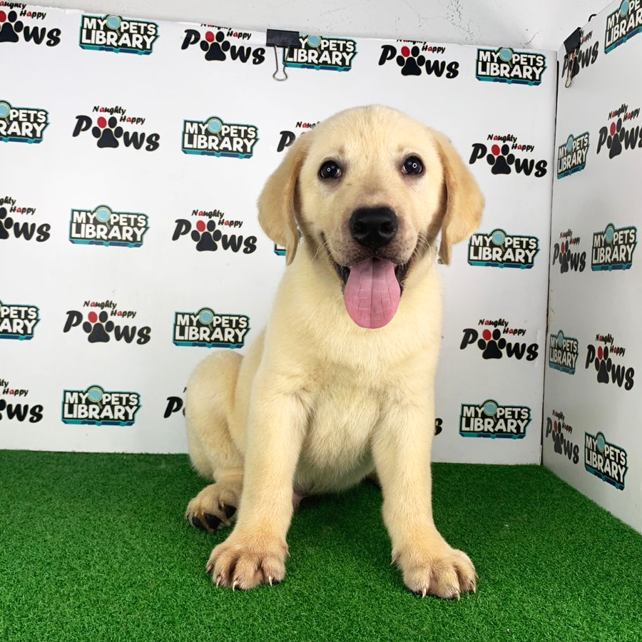 Labrador Retriever Puppy (Male) For Sale