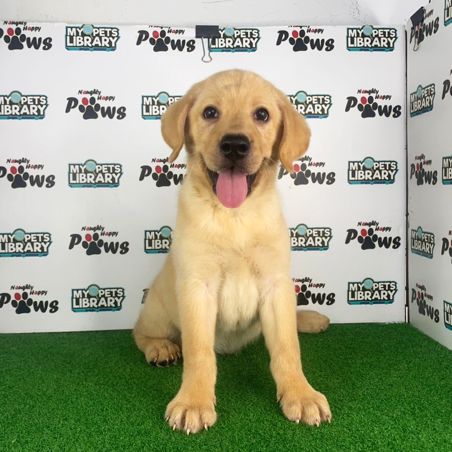 Labrador Retriever Puppy (Female) For Sale