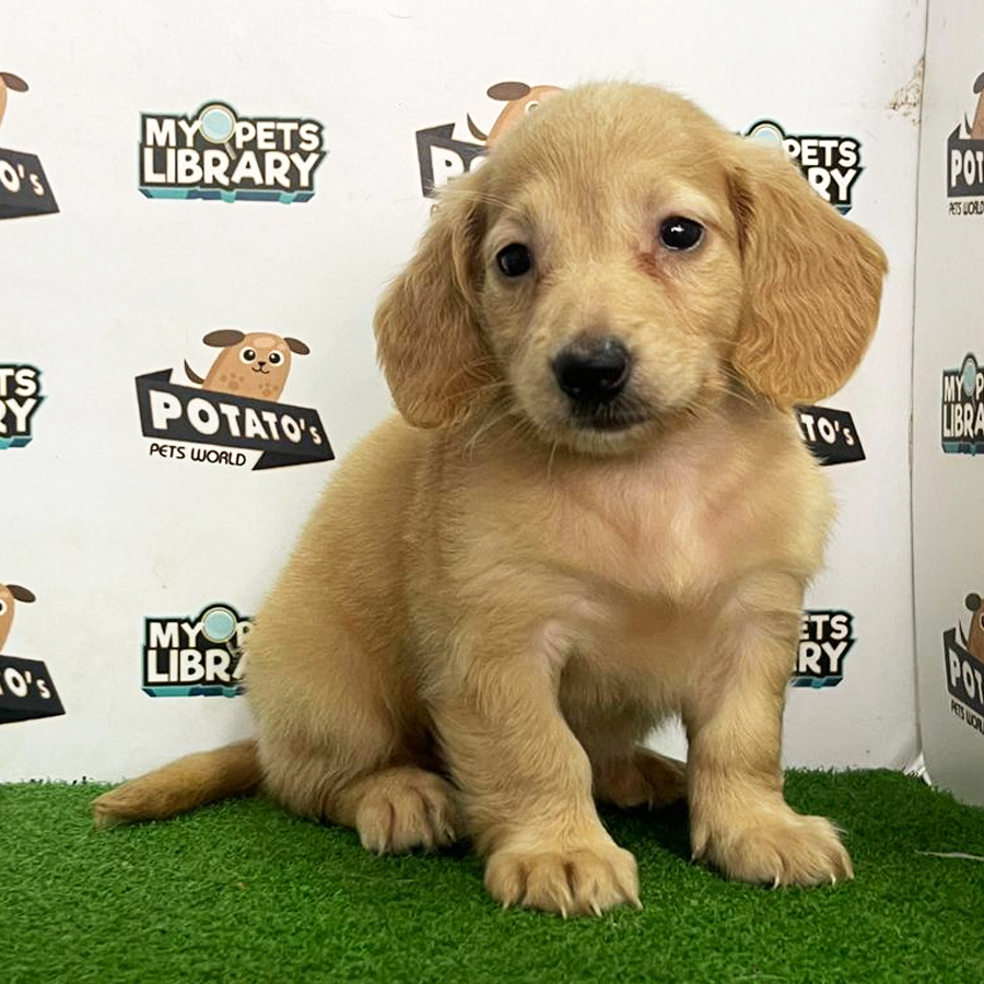 Longcoat Miniature Dachshund Puppy (Female) For Sale