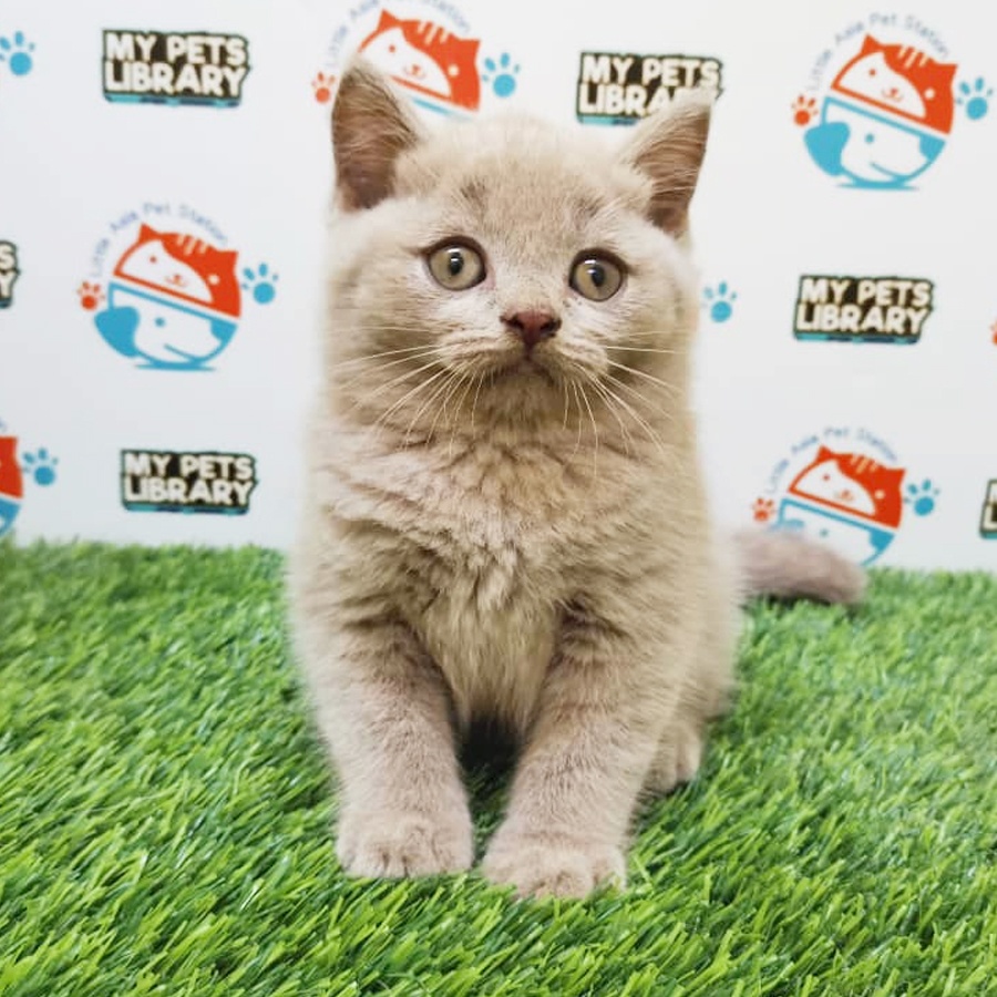 British Shorthair Kitten (Male) For Sale