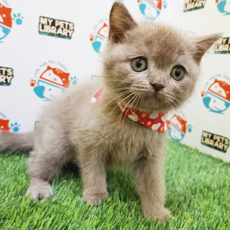 British Shorthair Kitten (Female) For Sale