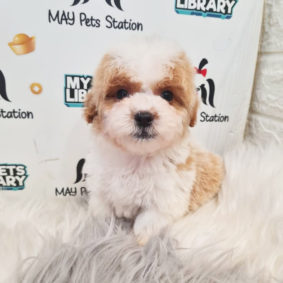 Maltipoo Puppy (Male) For Sale