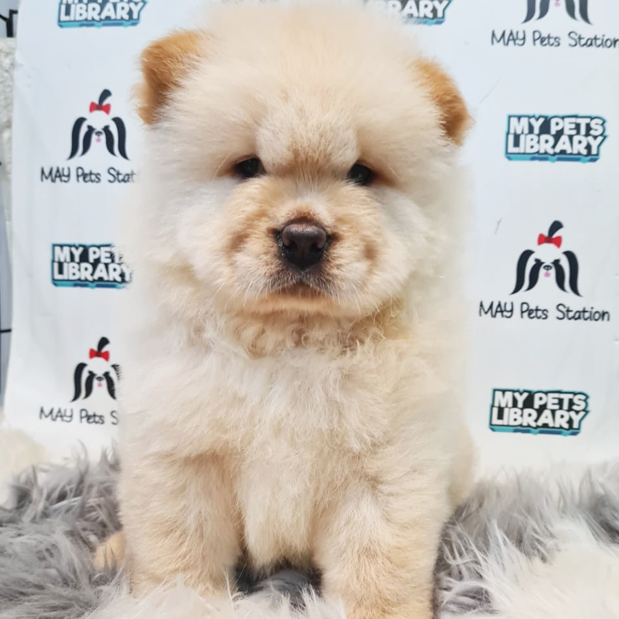 Chow Chow Puppy (Male) For Sale