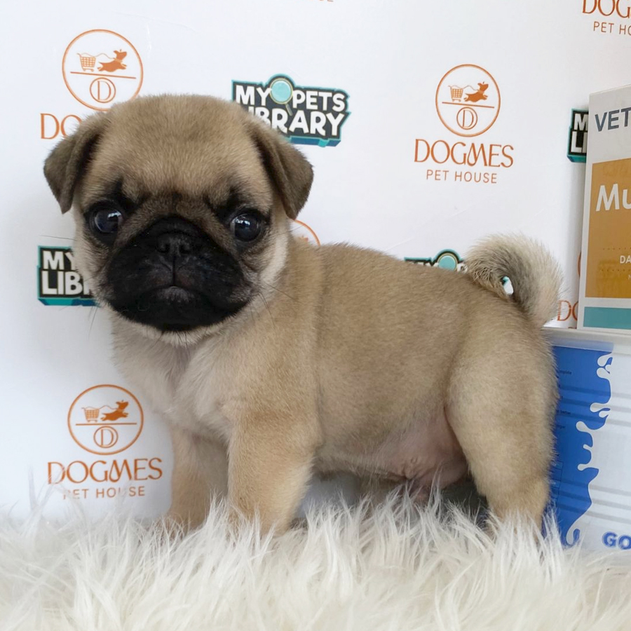 Pug Puppy (Male) For Sale