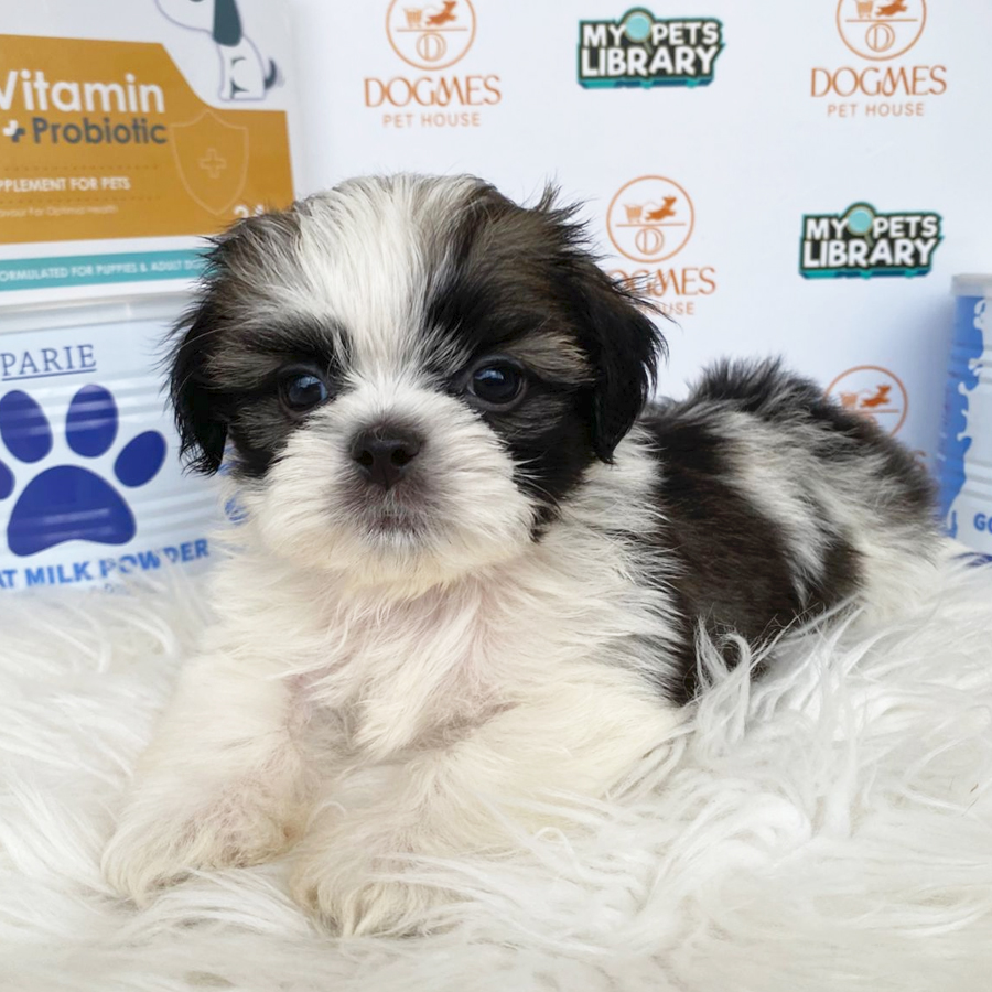 Shih Tzu Puppy (Male) For Sale