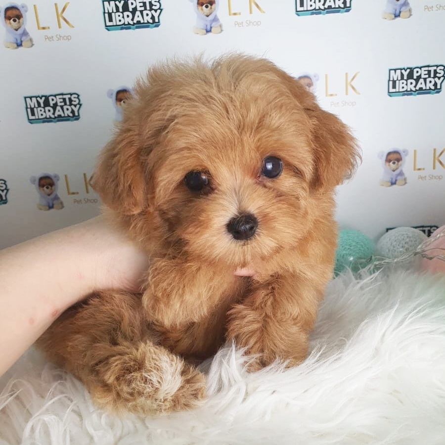 Maltipoo Puppy (Male) For Sale