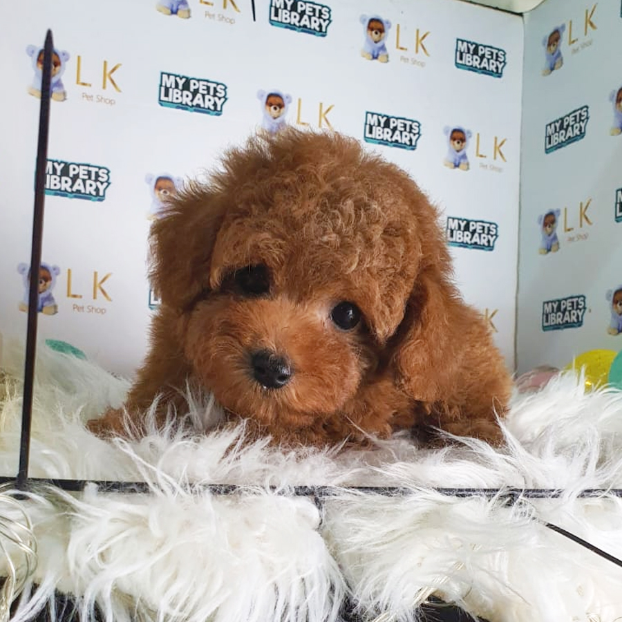 Toy Poodle Puppy (Male) For Sale