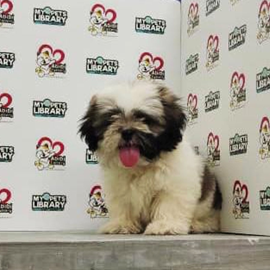Shih Tzu Puppy (Male) For Sale