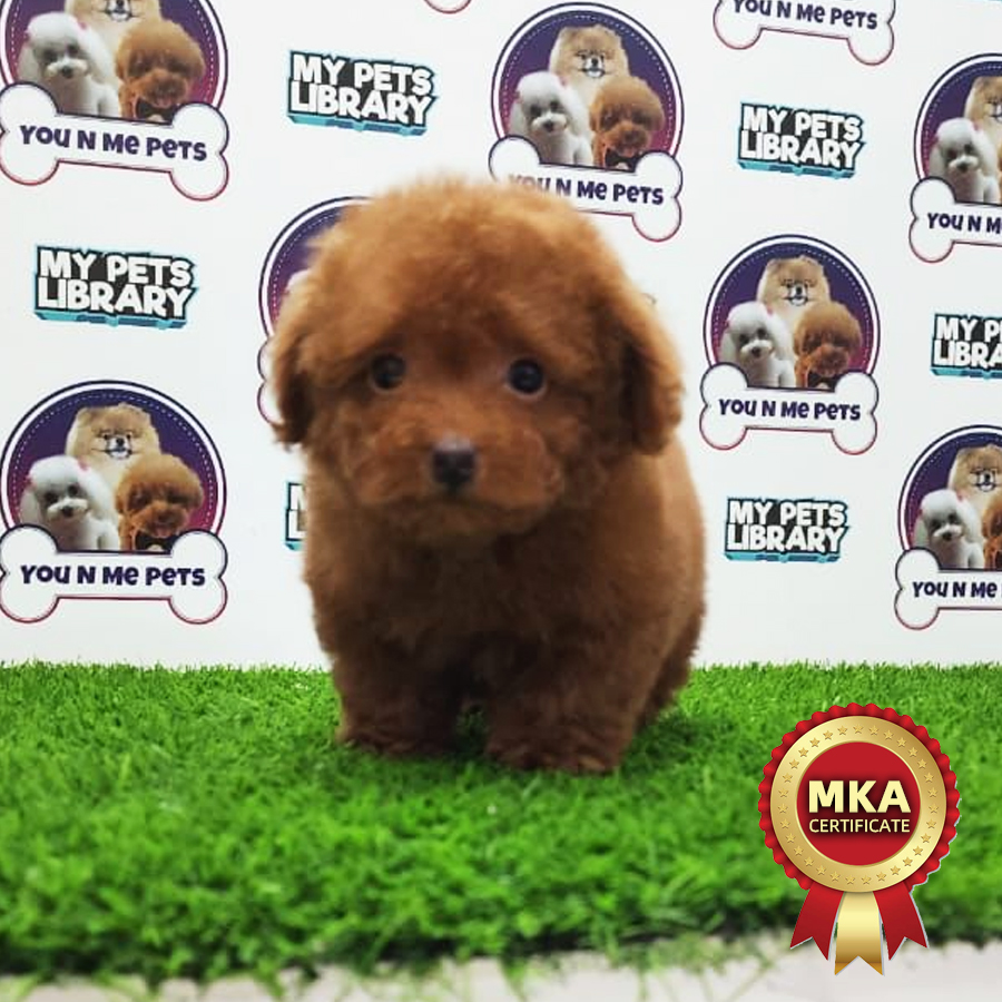 MKA Tiny Poodle Puppy (Male) For Sale
