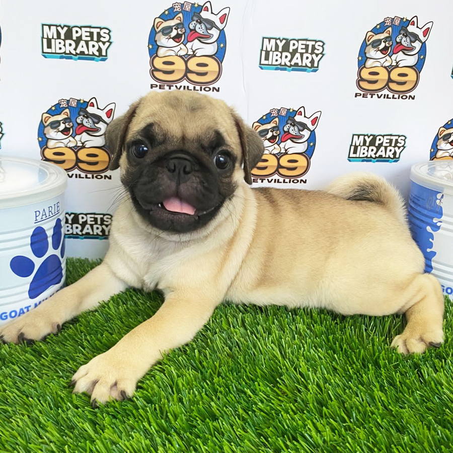 Pug Puppy (Male) For Sale