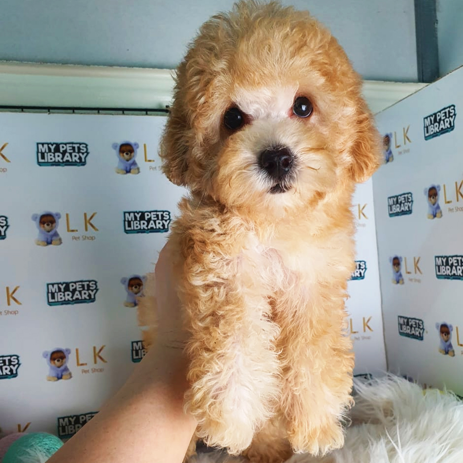 Toy Poodle Puppy (Female) For Sale