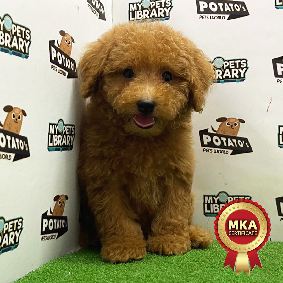 MKA Toy Poodle Puppy (Male) For Sale