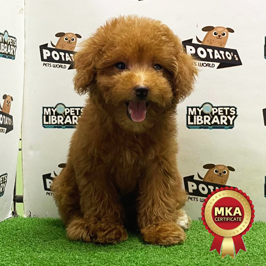 MKA Toy Poodle Puppy (Male) For Sale