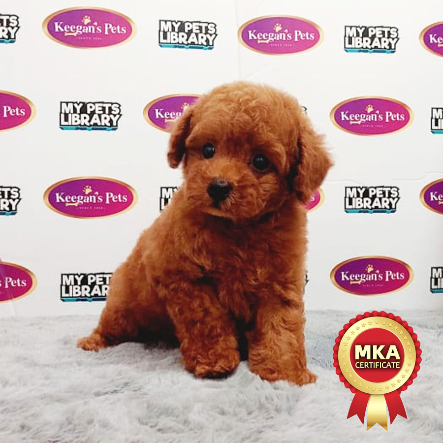 MKA Toy Poodle Puppy (Male) For Sale
