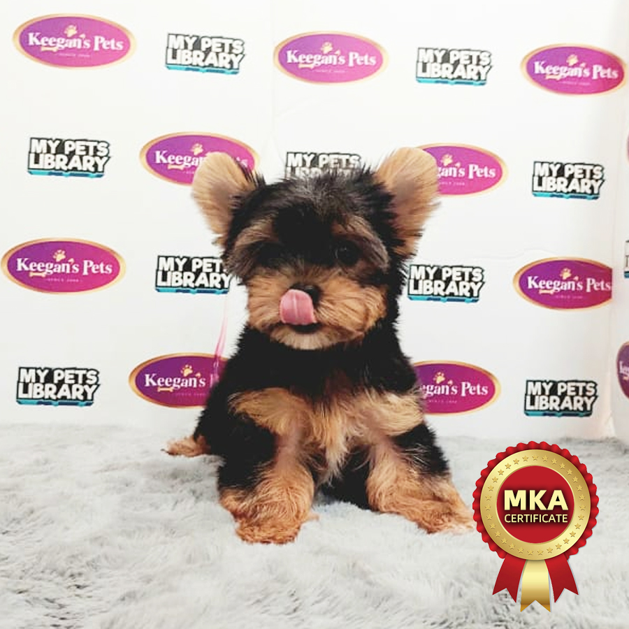 MKA Yorkshire Terrier Puppy (Male) For Sale