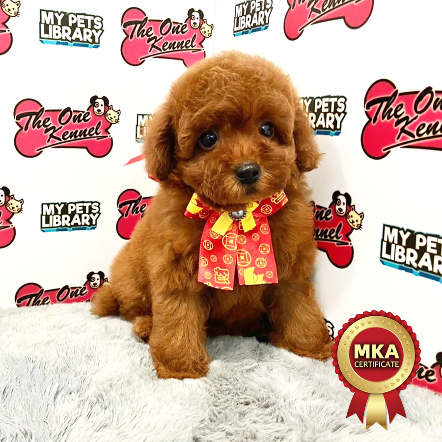MKA Toy Poodle Puppy (Female) For Sale