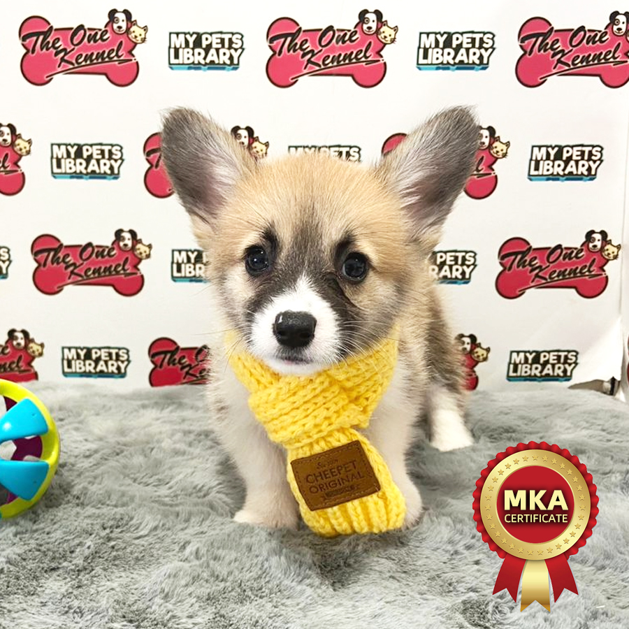 MKA Welsh Corgi Puppy (Female) For Sale