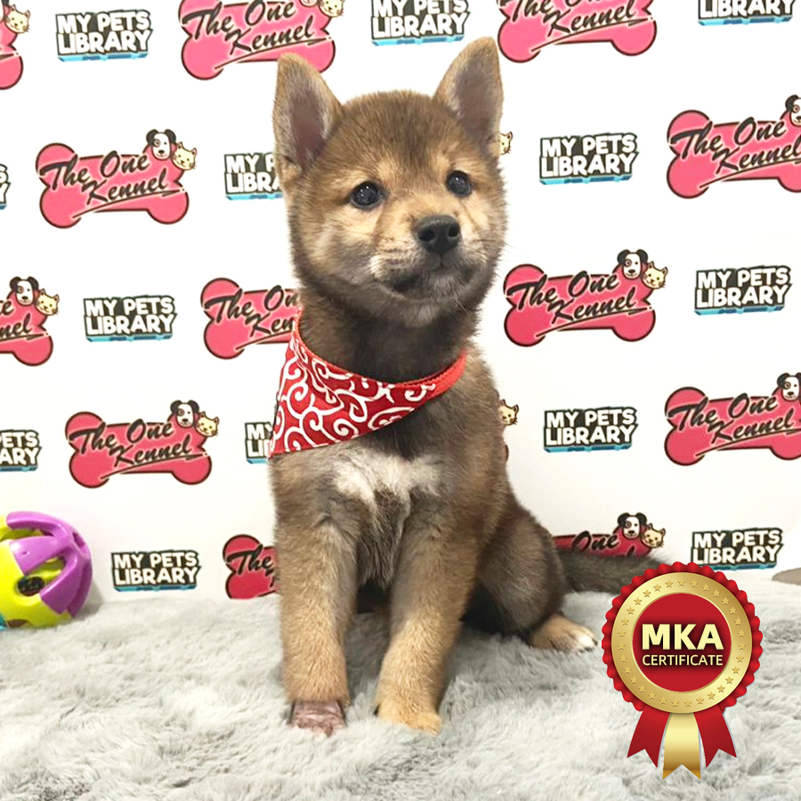 MKA Shiba Inu Puppy (Female) For Sale