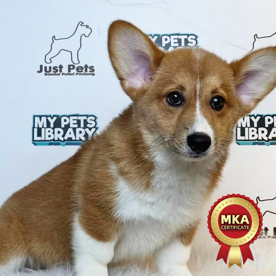MKA Welsh Corgi Puppy (Male) For Sale