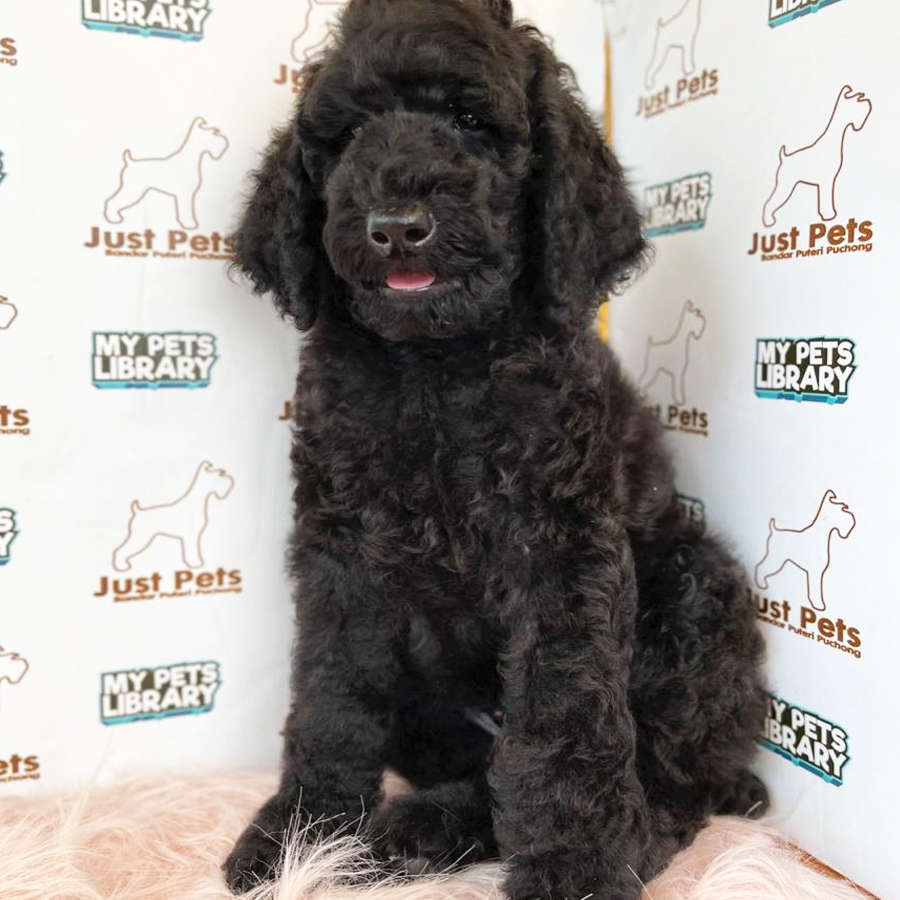 Giant Poodle Puppy (Female) For Sale