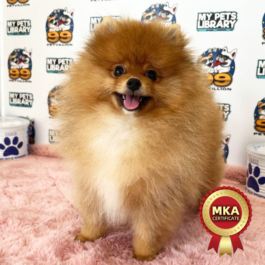 MKA Pomeranian Puppy (Male) For Sale