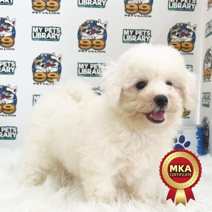 MKA Bichon Frise Puppy (Female) For Sale
