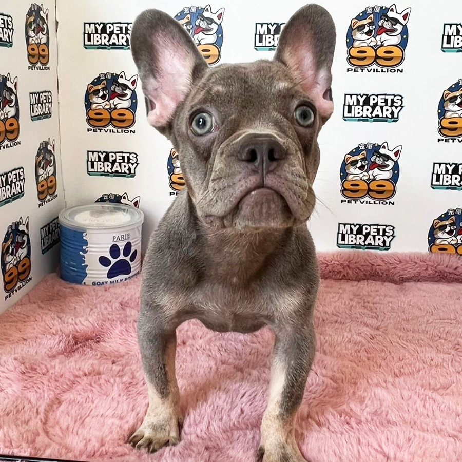 French Bulldog Puppy (Male) For Sale