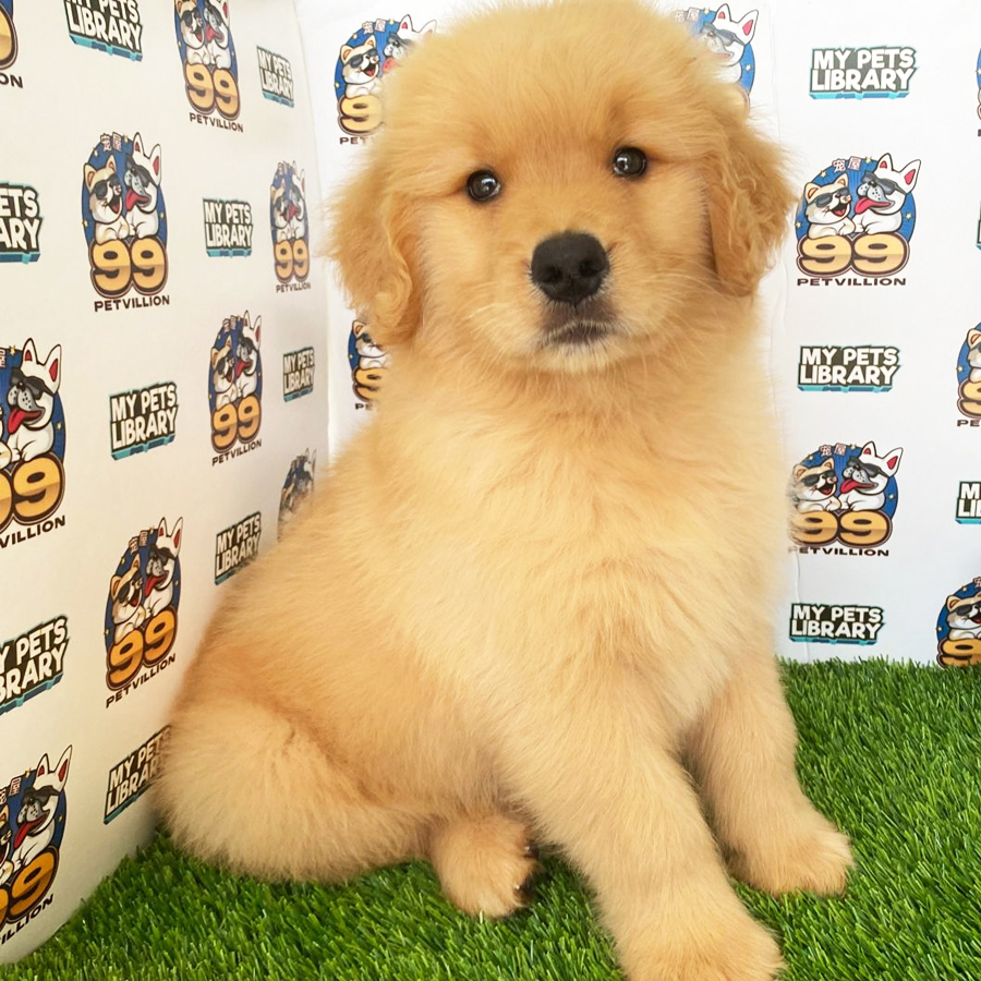 Golden Retriever Puppy (Male) For Sale