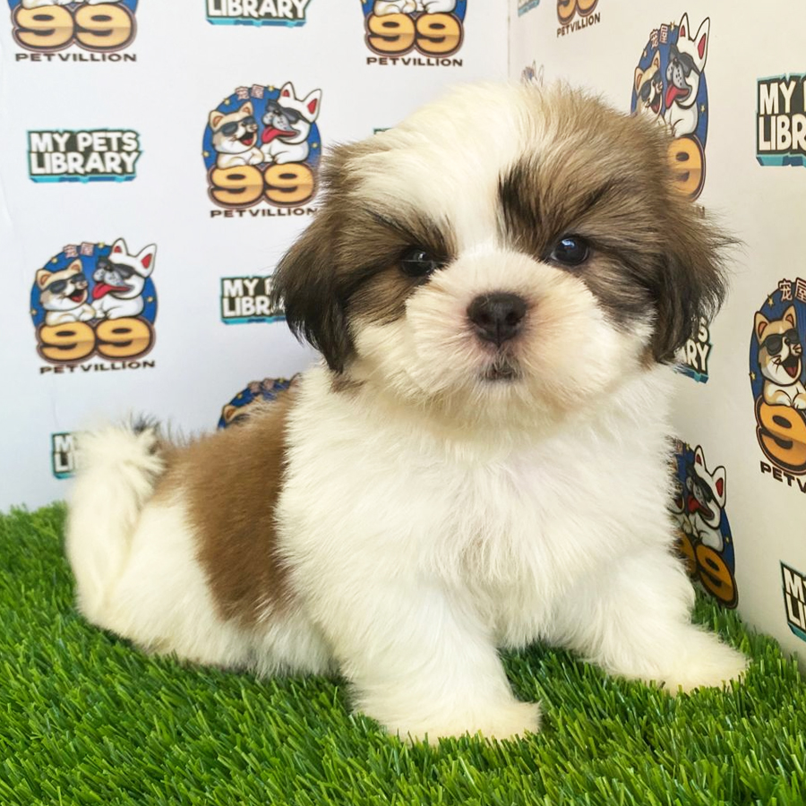 Shih Tzu Puppy (Male) For Sale
